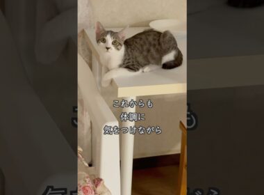 3ヶ月半の保護子猫(心室中隔欠損症VSD)が、ママさんのしっぽで遊びます🐱 #shorts  #子猫動画 #保護子猫