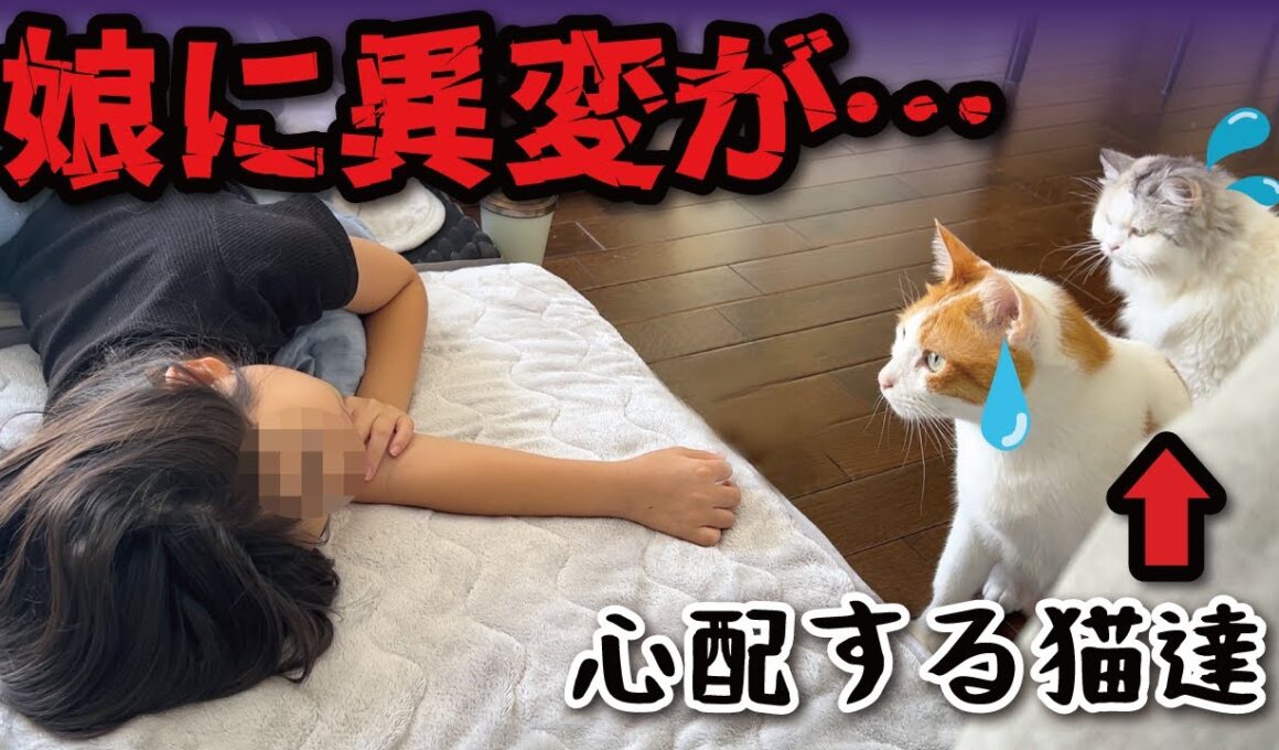 ７歳の娘の様子がおかしくて心配する猫たち【関西弁でしゃべる猫】【猫アテレコ】