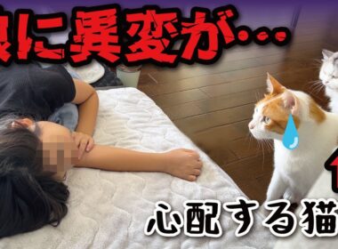 ７歳の娘の様子がおかしくて心配する猫たち【関西弁でしゃべる猫】【猫アテレコ】
