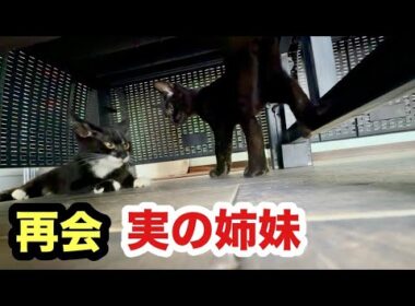 実の姉妹子猫と再会！そしてお別れを言いにきた