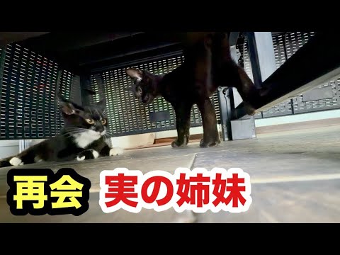 実の姉妹子猫と再会！そしてお別れを言いにきた