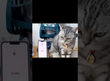 10000❤️ #thankyou #shorts