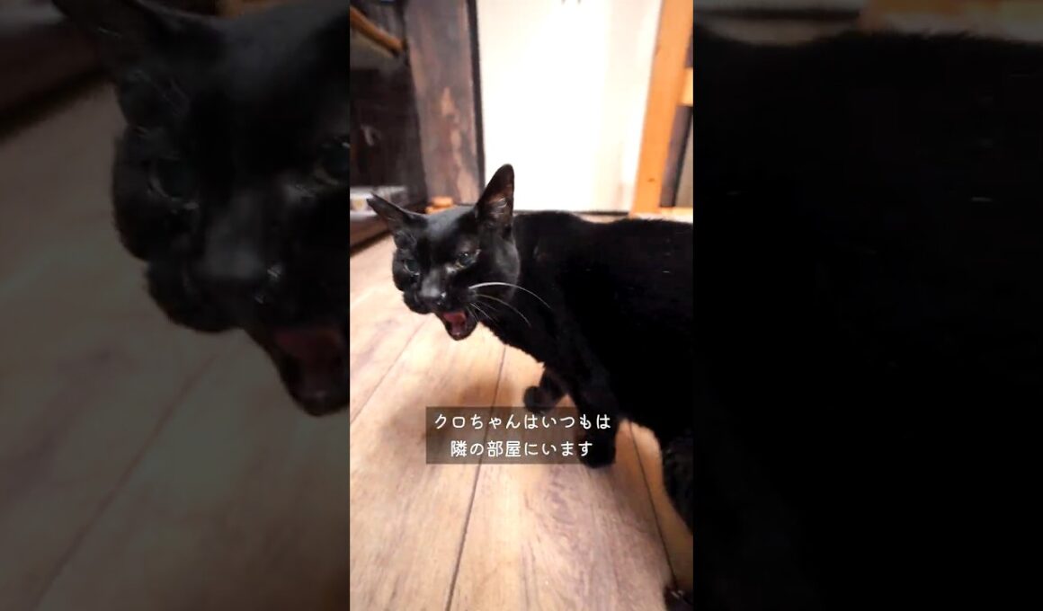 公園の捨て猫から、うちの保護猫へ #野良猫 #捨て猫