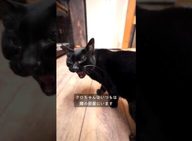 公園の捨て猫から、うちの保護猫へ #野良猫 #捨て猫