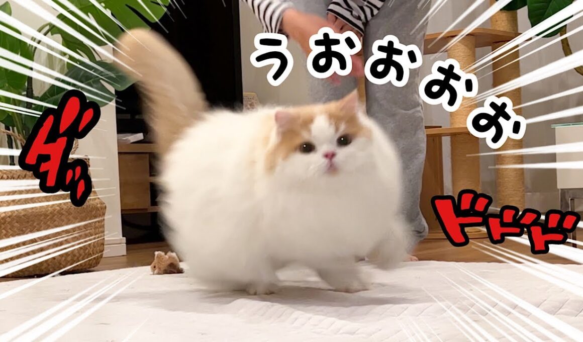 【体調復活!】全力で遊んで甘える猫が可愛すぎて涙
