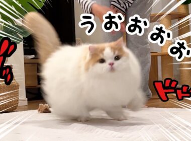 【体調復活!】全力で遊んで甘える猫が可愛すぎて涙
