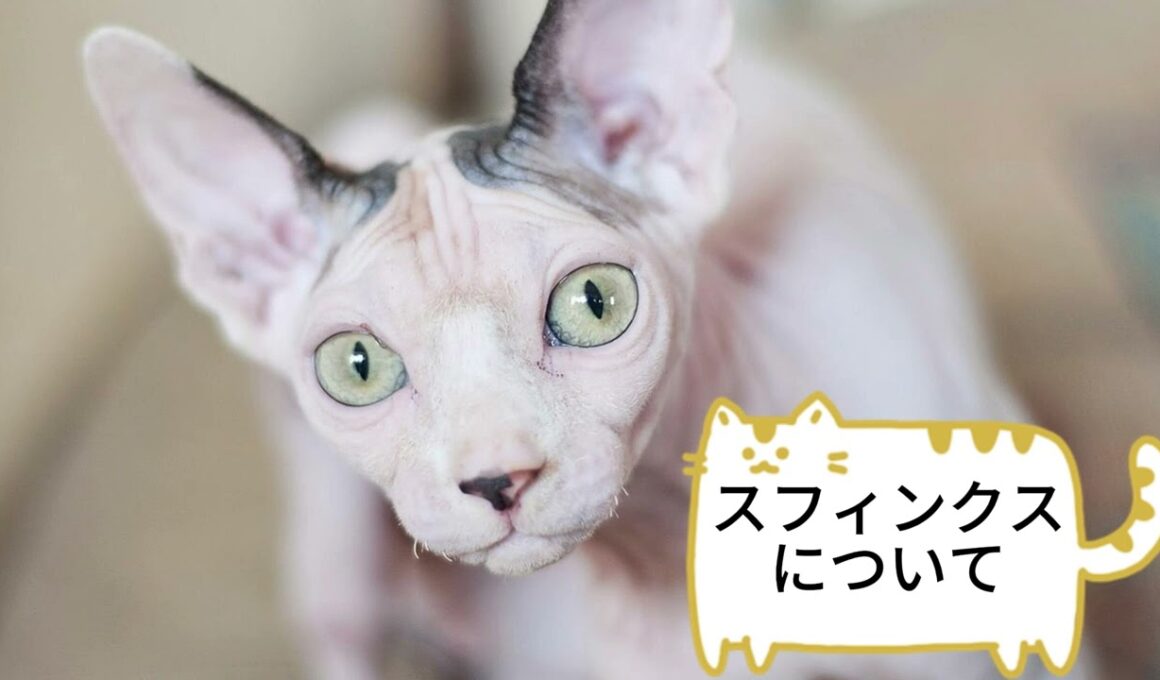 【スフィンクスについて】