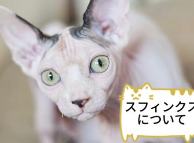 【スフィンクスについて】