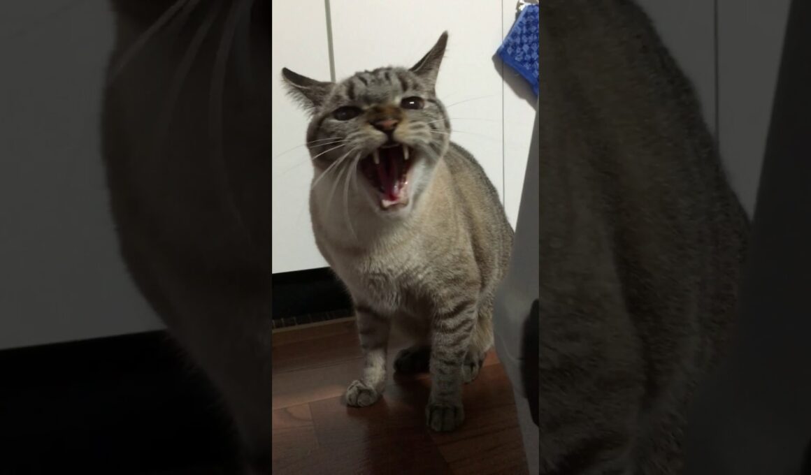 シャム猫さんたち《新入り子猫に怒るシュンくん》