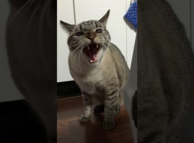 シャム猫さんたち《新入り子猫に怒るシュンくん》