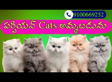 Persian cats for sale..in andhra