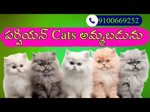 Persian cats for sale..in andhra