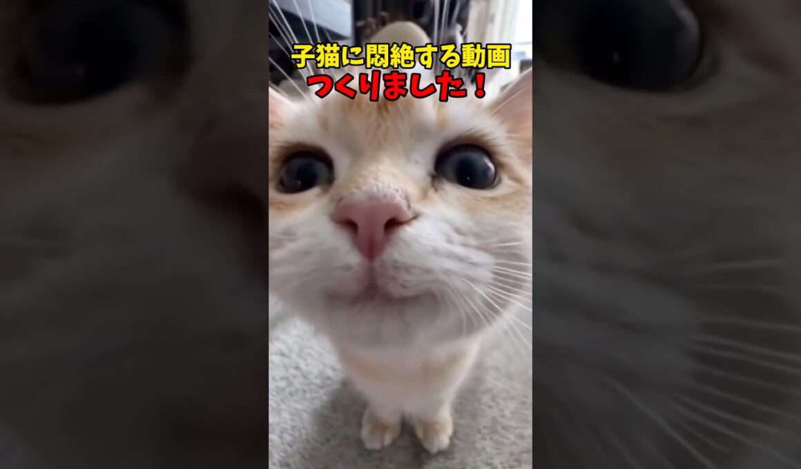 子猫って可愛いよねぇ #猫 #cat #cats #cute