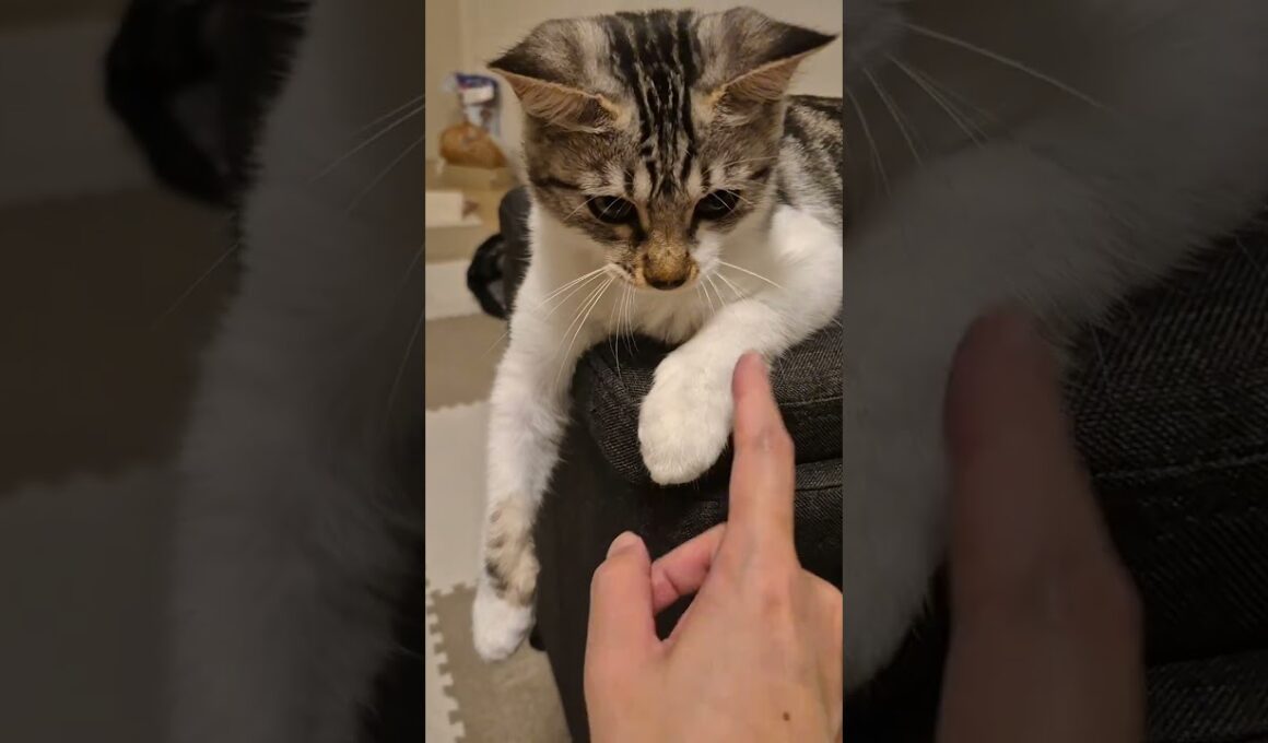 「反省してる？」猫の耳に説教