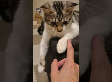 「反省してる？」猫の耳に説教