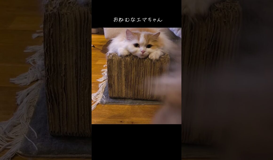 【猫のいる暮らし】 #cat #スコッティッシュフォールド #ペルシャ #もふもふ