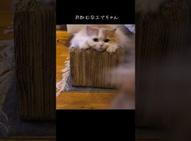 【猫のいる暮らし】 #cat #スコッティッシュフォールド #ペルシャ #もふもふ