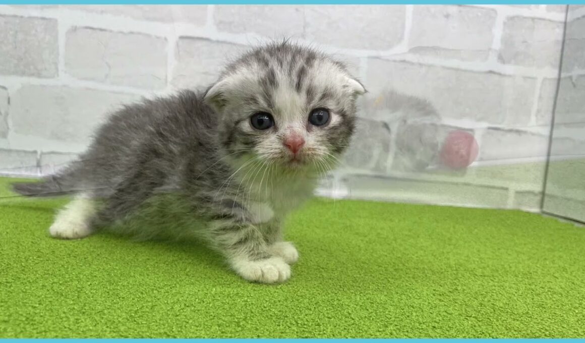 Coo&RIKU　No.00735927 スコティッシュフォールド