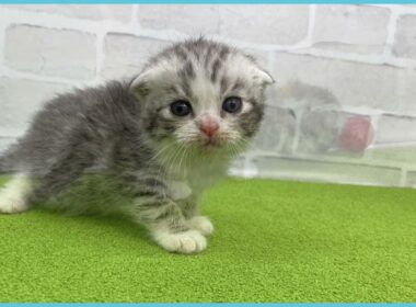 Coo&RIKU　No.00735927 スコティッシュフォールド