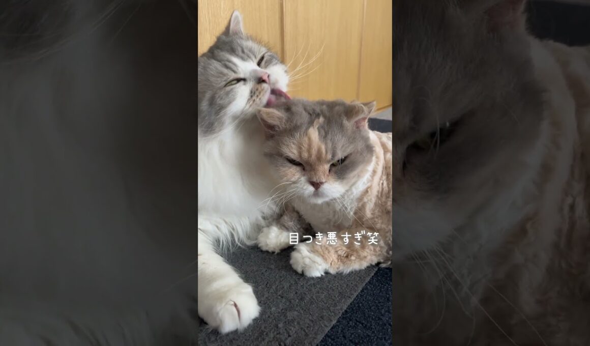 【猫】仲良し姉弟【ぽんじりとまつば】 #cat #minuetcat #cute #funny #ラパーマ #shortsclip #shorts #fatcat #grooming #cats