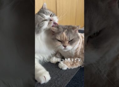 【猫】仲良し姉弟【ぽんじりとまつば】 #cat #minuetcat #cute #funny #ラパーマ #shortsclip #shorts #fatcat #grooming #cats