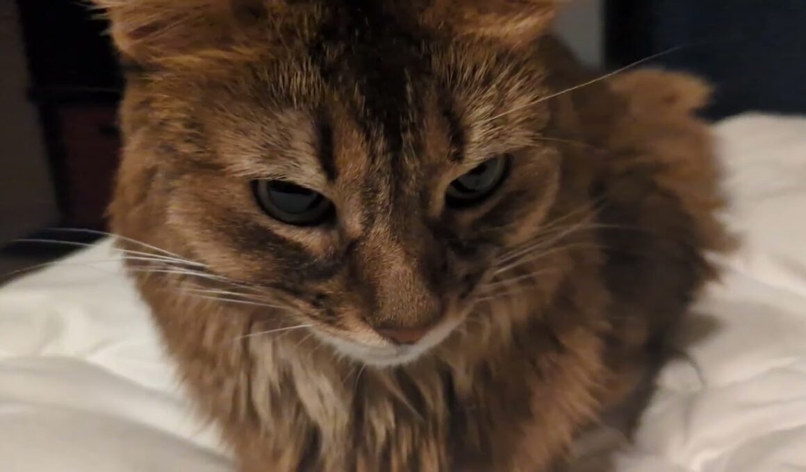 【1375日目】そろそろおふとんの季節 #ソマリ #cat