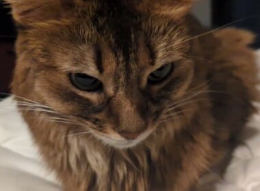 【1375日目】そろそろおふとんの季節 #ソマリ #cat