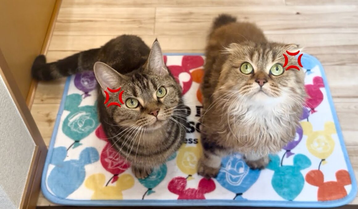 沖縄旅行で5日間放置させられ怒り狂いながら玄関までお迎えに来る猫