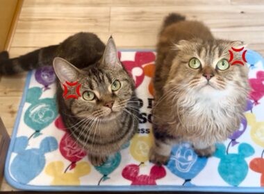 沖縄旅行で5日間放置させられ怒り狂いながら玄関までお迎えに来る猫