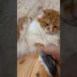 プチハプニング　#猫のいる生活  #メインクーンeve  #cat  #猫　#ねこ