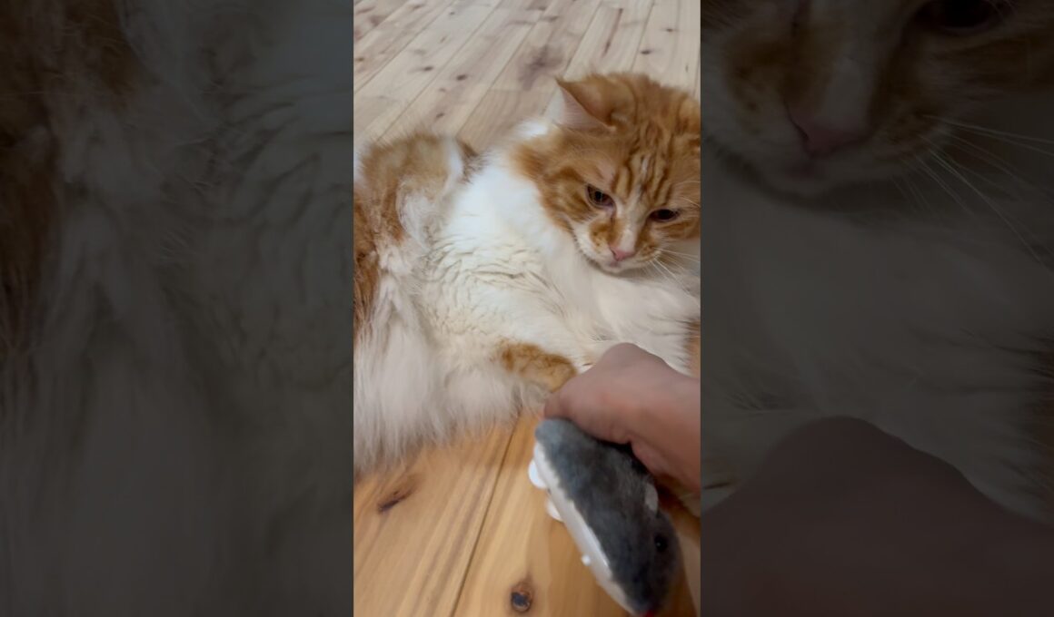 プチハプニング　#猫のいる生活  #メインクーンeve  #cat  #猫　#ねこ