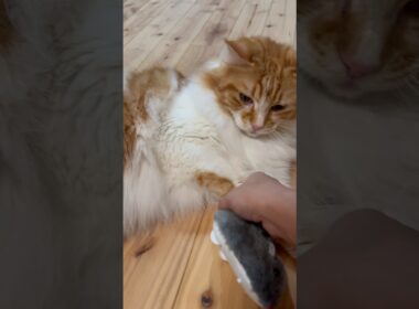 プチハプニング　#猫のいる生活  #メインクーンeve  #cat  #猫　#ねこ