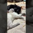 シャムの子ネコ雫「まだ、夜中だよ、じゃれないで。黒猫の黒夢」