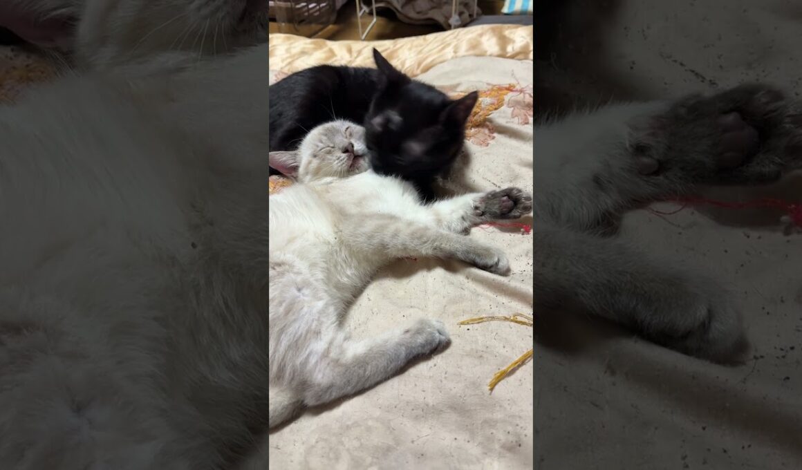 シャムの子ネコ雫「まだ、夜中だよ、じゃれないで。黒猫の黒夢」