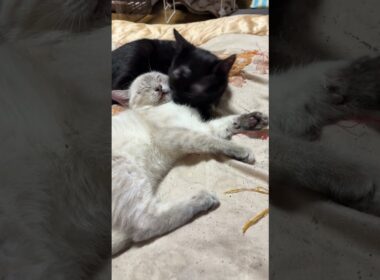 シャムの子ネコ雫「まだ、夜中だよ、じゃれないで。黒猫の黒夢」