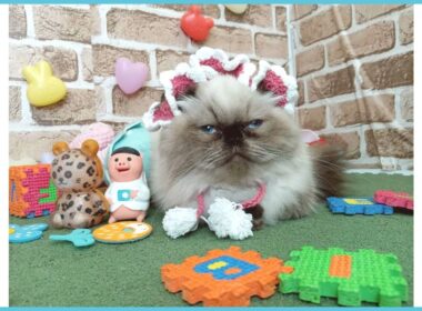 734575 ヒマラヤン