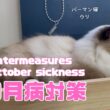 バーマン猫ウリ【１０月病対策】Countermeasures for October sickness（バーマン猫）Birman/Cat