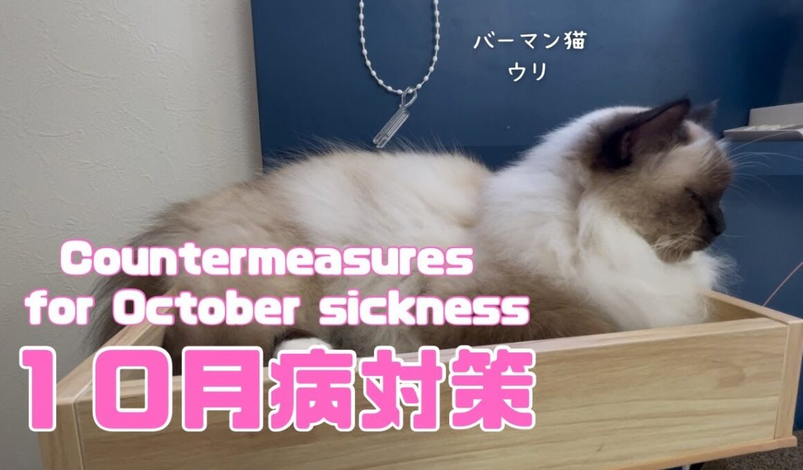 バーマン猫ウリ【１０月病対策】Countermeasures for October sickness（バーマン猫）Birman/Cat
