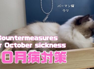 バーマン猫ウリ【１０月病対策】Countermeasures for October sickness（バーマン猫）Birman/Cat