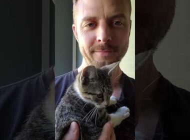 I Love You Meow Human #shorts