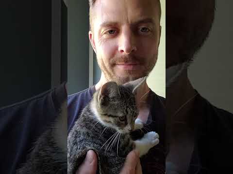 I Love You Meow Human #shorts