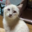 シャムの子ネコ雫「夜中なのに、起こしたな、黒猫の黒夢」怒ったら、興奮して、咳き込む