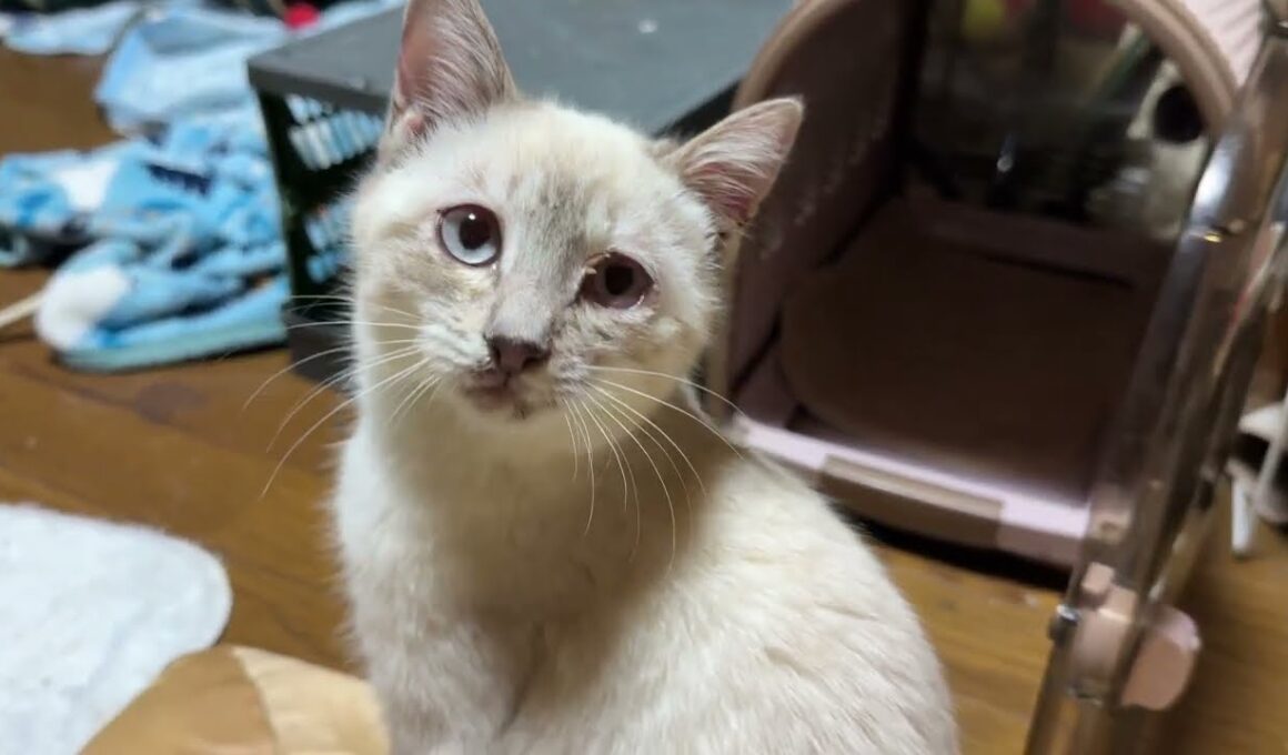 シャムの子ネコ雫「夜中なのに、起こしたな、黒猫の黒夢」怒ったら、興奮して、咳き込む