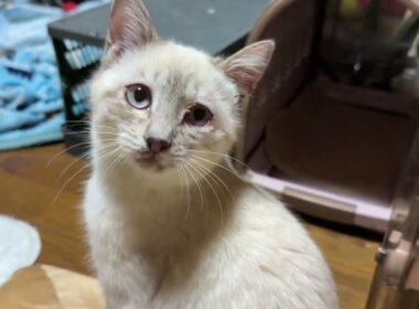 シャムの子ネコ雫「夜中なのに、起こしたな、黒猫の黒夢」怒ったら、興奮して、咳き込む