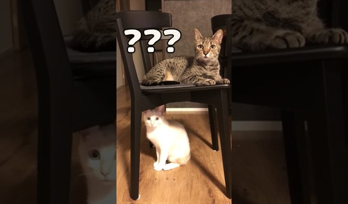 謎の音に動揺を隠せない猫２匹/Un gato desconcertado por un sonido que nunca antes había escuchado【エジプシャンマウ】#Shorts