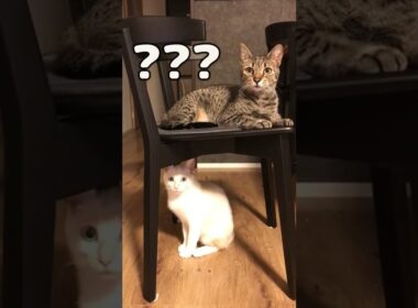 謎の音に動揺を隠せない猫２匹/Un gato desconcertado por un sonido que nunca antes había escuchado【エジプシャンマウ】#Shorts