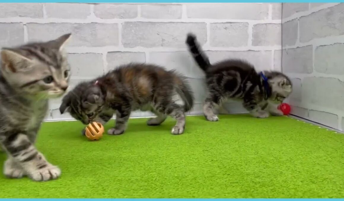 Coo&RIKU　No.00735921 スコティッシュフォールド