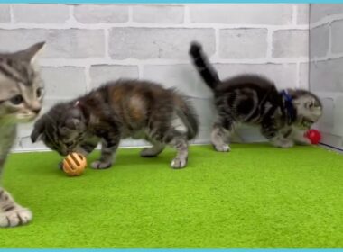 Coo&RIKU　No.00735921 スコティッシュフォールド