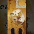 今日のセテさん #メインクーン #shorts #猫 #猫のいる暮らし#cat #mainecoon #catlover​  #catshorts​ #cute​ #cutecat​ #fyp​