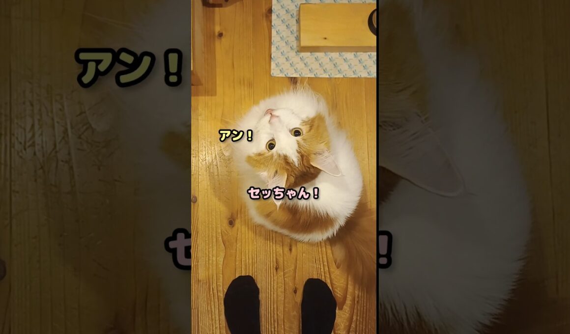 今日のセテさん #メインクーン #shorts #猫 #猫のいる暮らし#cat #mainecoon #catlover​  #catshorts​ #cute​ #cutecat​ #fyp​